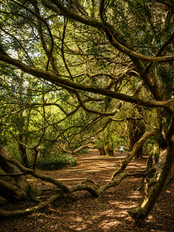 Trees in the woods