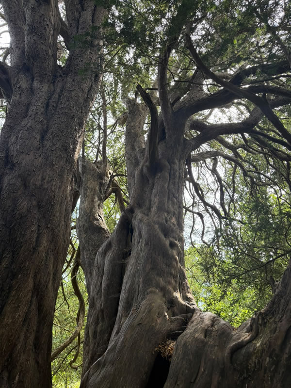 Tree in the woods